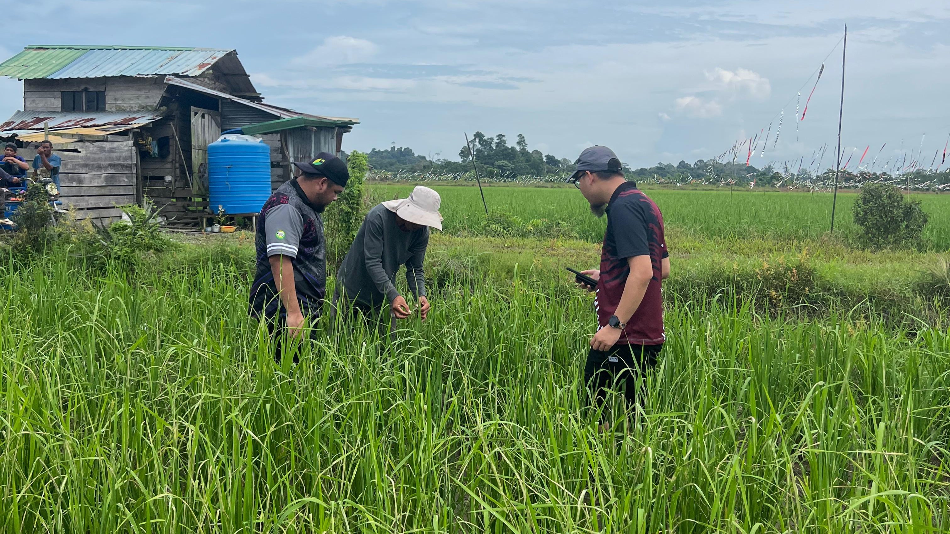 Farmers working together in a rice field